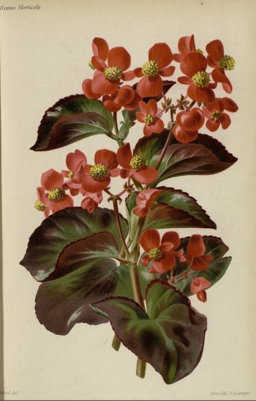 B. ‘Semperflorens Atropurpureum’